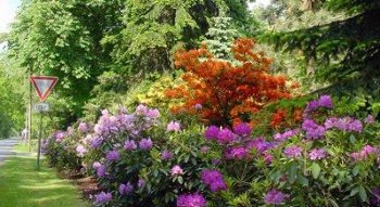 Rhododendronblüte